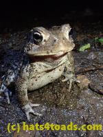 /home//u458753944/public_html/sourcegallery//McKaig Nature Center/2020-09-27/P9270747.JPG